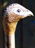 Hen Pheasant